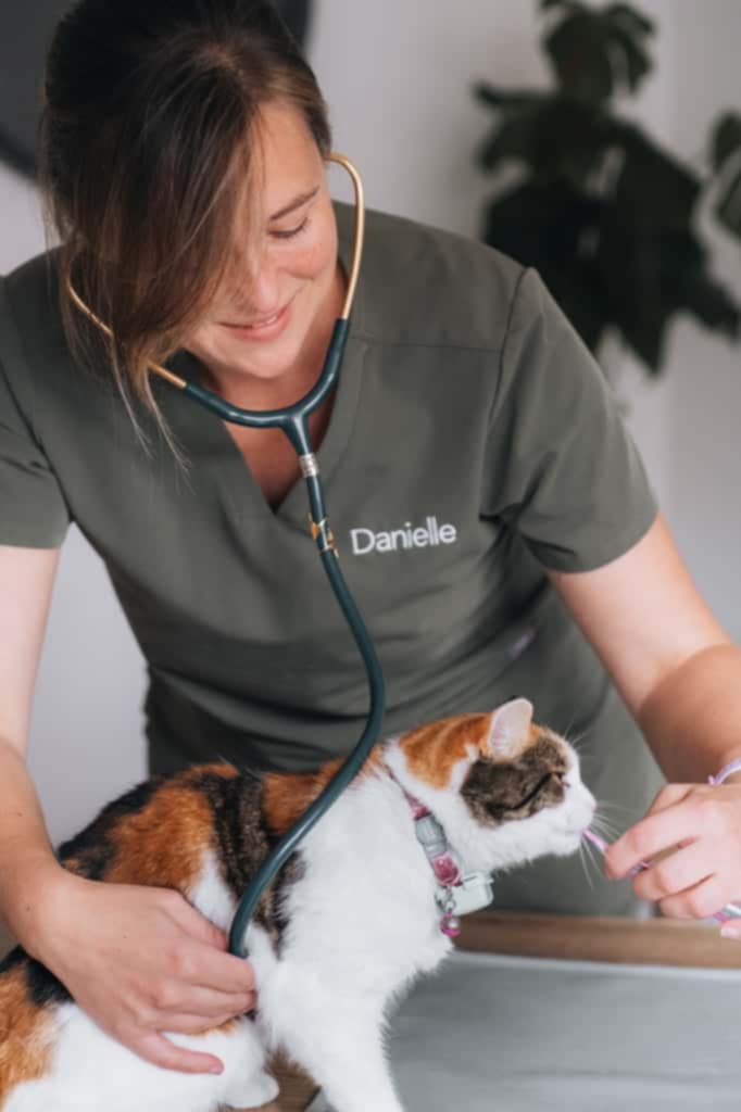 Cat patient 2