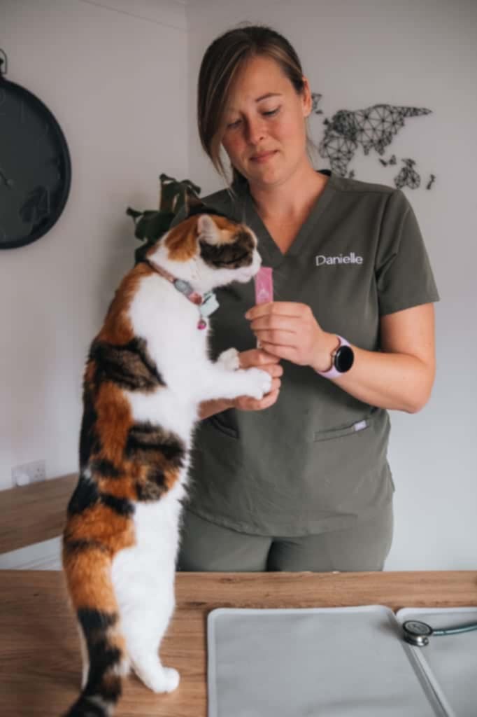 Cat patient 4