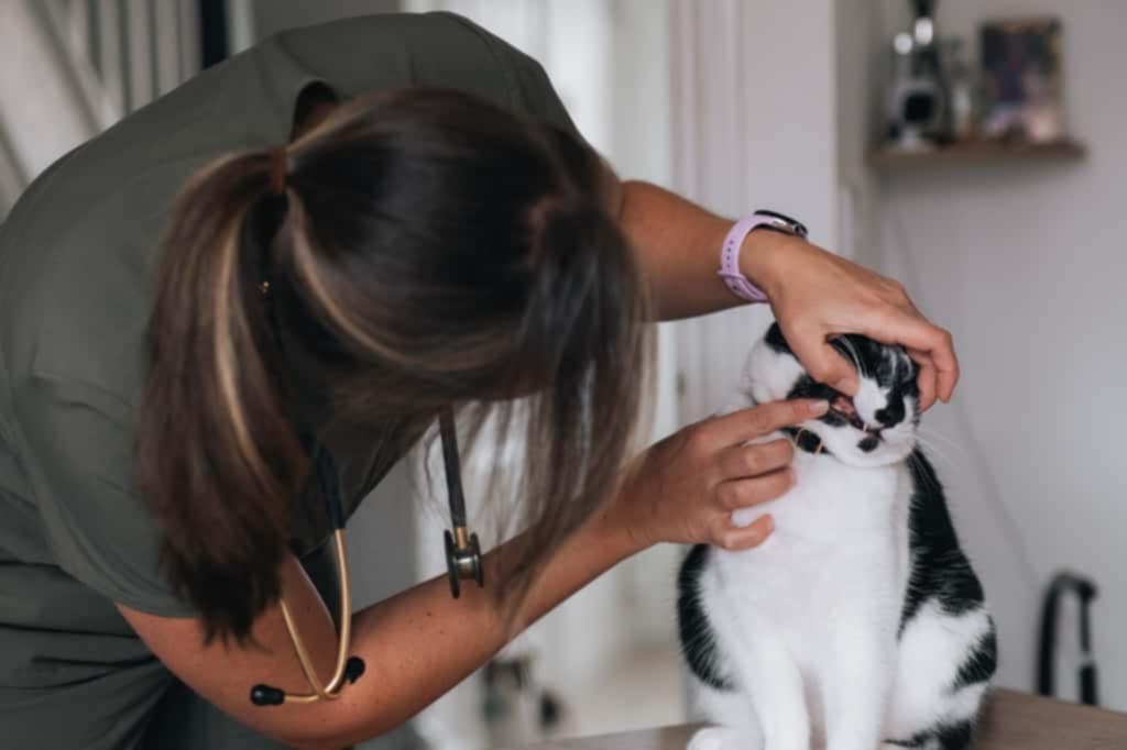 Cat patient 5