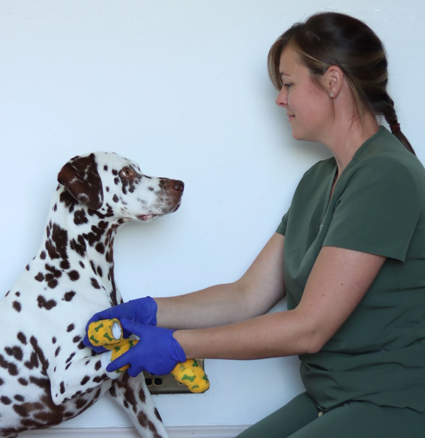 dog holding hand
